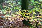 Herfstkleuren in de mistige bossen bij Dernau in het Ahrtal in de Eifel