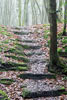 Een oude trap in de bossen op de Krausberg bij Dernau in de Eifel