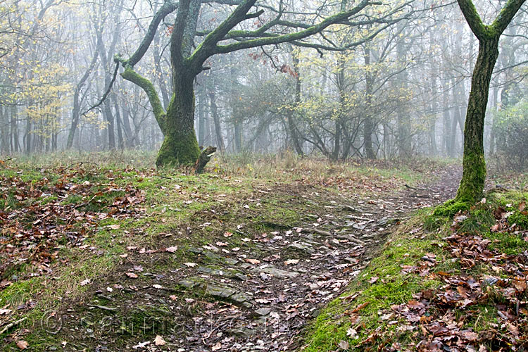 Het wandelpad door de mistige bossen bij Dernau in het Ahrtal