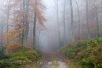 De mist in de bossen tijdens de wandeling bij Dernau in het Ahrtal