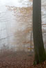 Mystieke herfstkleuren door de mist in de bossen bij Dernau in het Ahrtal