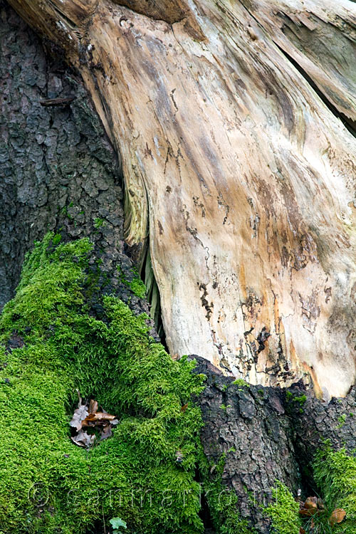 Mos, barst en boom langs het wandelpad bij Dernau in de Eifel