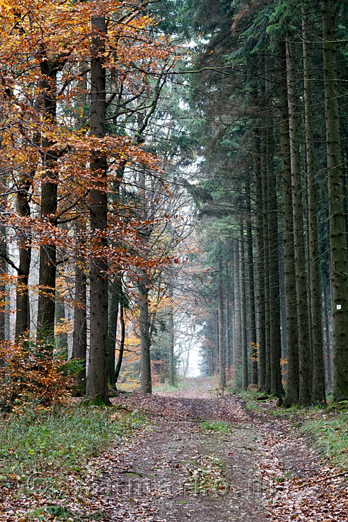 Wandelen door schitterende natuur naar Häuschen (506m) in het Ahrtal