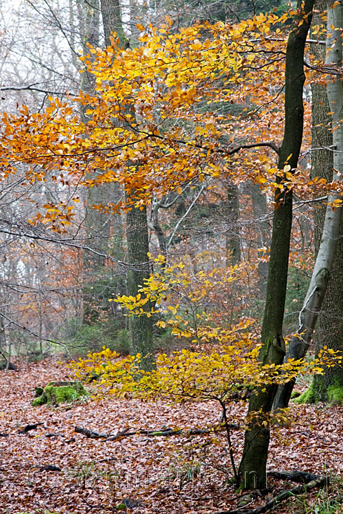 Herfstkleuren langs het wandelpad bij Dernau in het Ahrtal in de Eifel