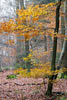 Herfstkleuren langs het wandelpad bij Dernau in het Ahrtal in de Eifel