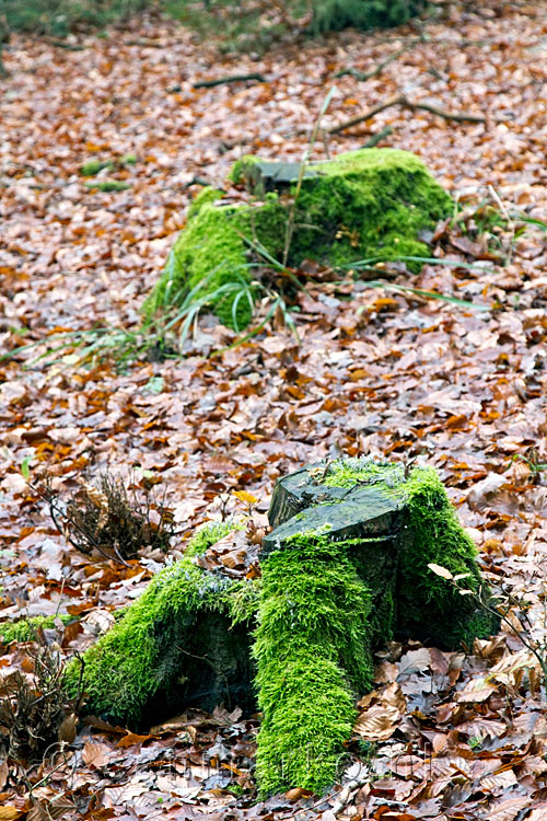 Mooie gekapte stammen langs het wandelpad bij Dernau in het Ahrtal in de Eifel