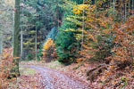 Schitterende herfstkleuren langs het wandelpad bij Dernau in de Eifel