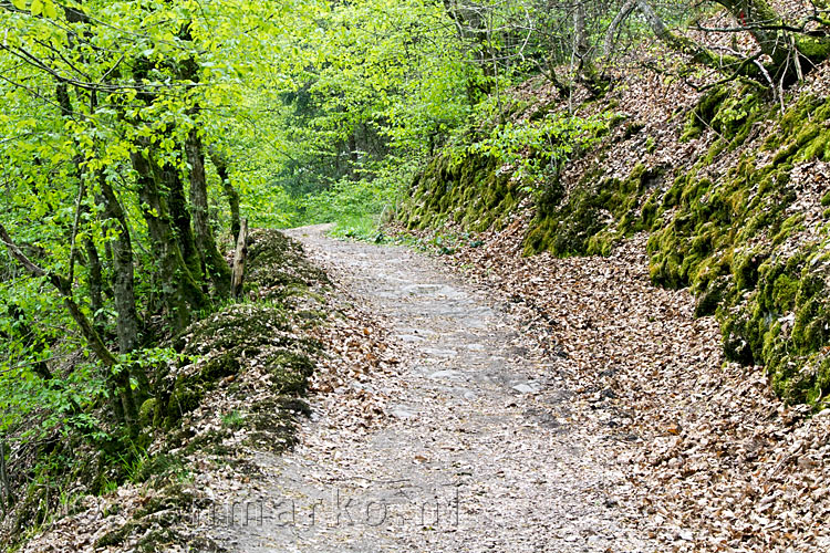 De schitterende natuur rondom het wandelpad van de Traumpfad Eltzer Burgpanorama