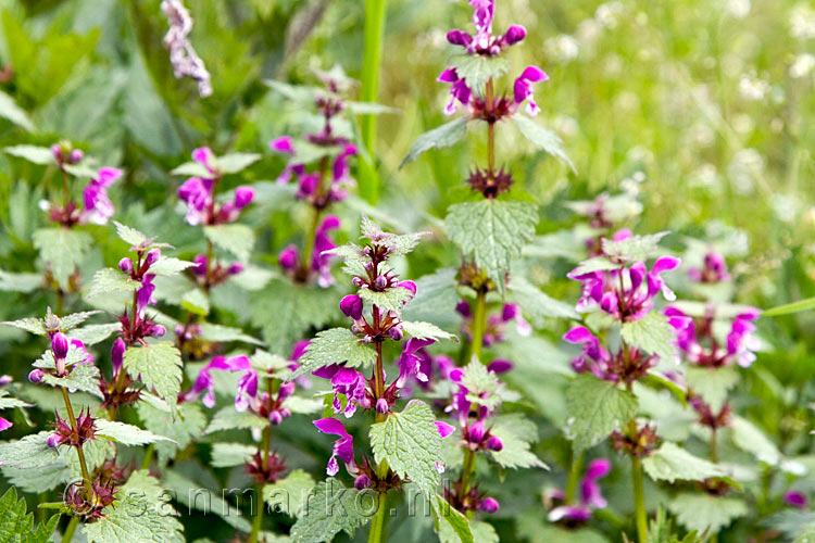 Bloeiende Dovenetel langs het wandelpad van de Traumpfad bij Wierschem