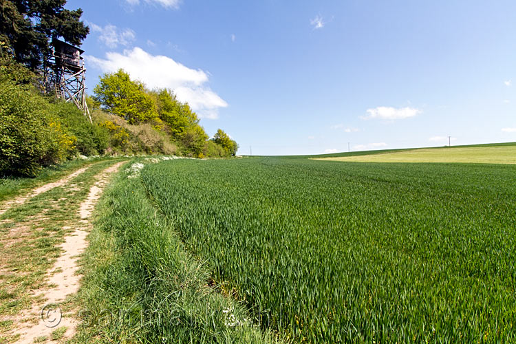 Wandelen langs de open groene velden langs het Traumpfad Eltzer Burgpanorama