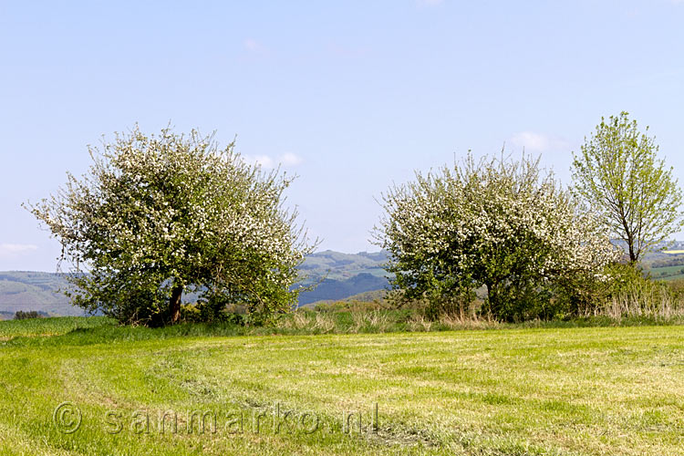 Uitzicht op de schitterend bloeiende fruitbomen langs de Traumpfad bij Wierschem