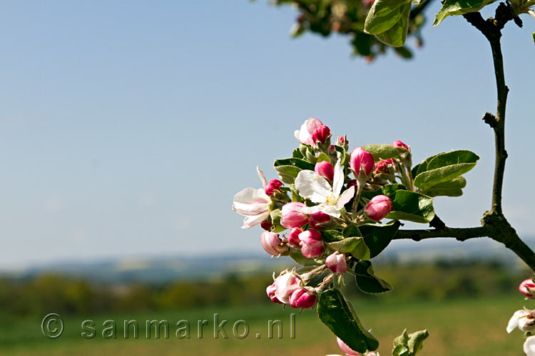Een close up van een bloeiende fruitboom langs het wandelpad Traumpfad Eltzer Burg
