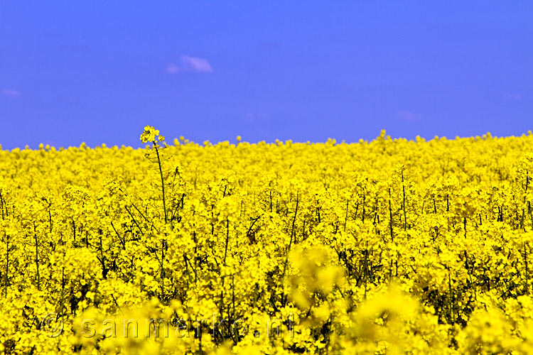 Op een schitterende lentedag een koolzaad veld langs het wandelpad bij Wierschem