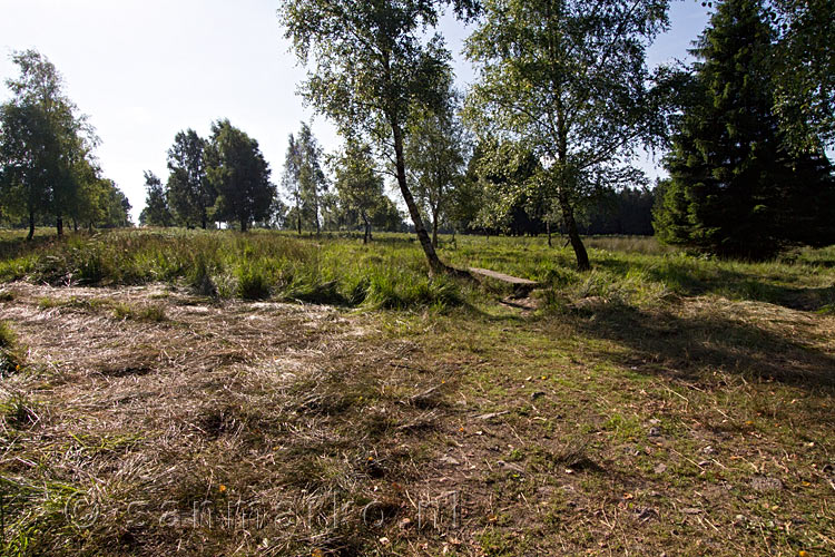 Uitzicht van het wandelpad op de Struffelt in de Eifel in Duitsland