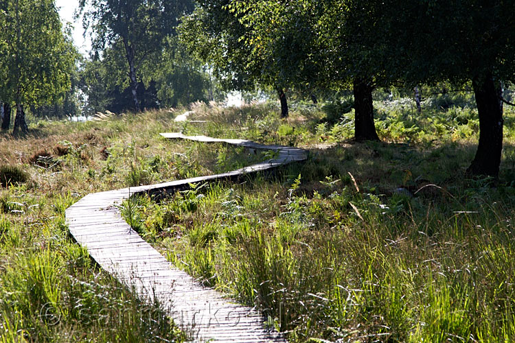 De schitterende natuur van moerasgebied de Struffelt bij Rott