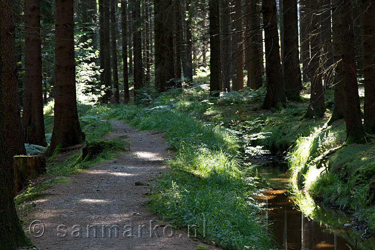 Wandelend langs een schitterende Hasselbachgraben bij Rott in de Eifel