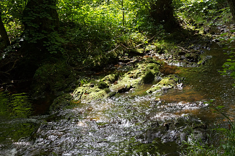 De Vichtbach tussen Zweifall en Rott in de Eifel