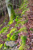 Bruine beukenbladeren en groen mos langs het wandelpad bij Heckenbach