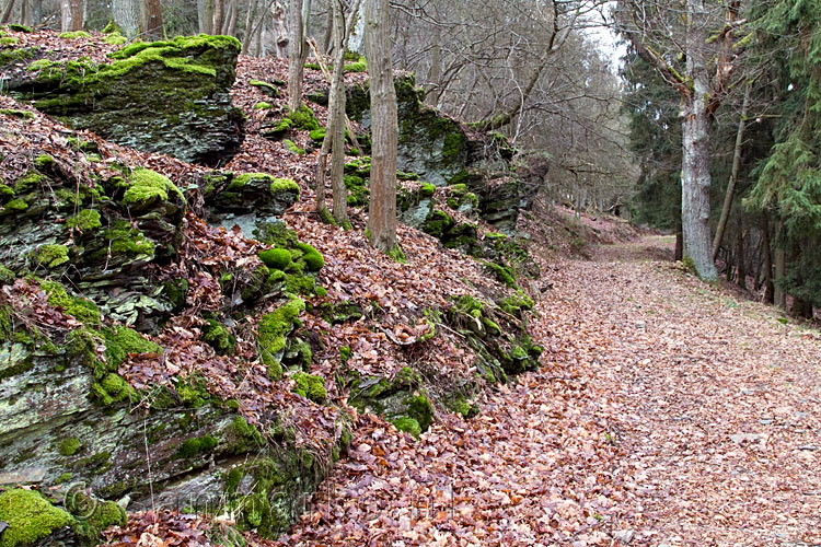 Wandelen door de schitterende bossen met leisteen bij Heckenbach in Duitsland