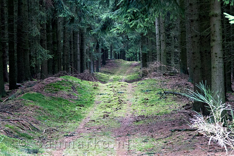 Door de mystieke bossen bij Heckenbach wandelen naar Fronrath in de Eifel