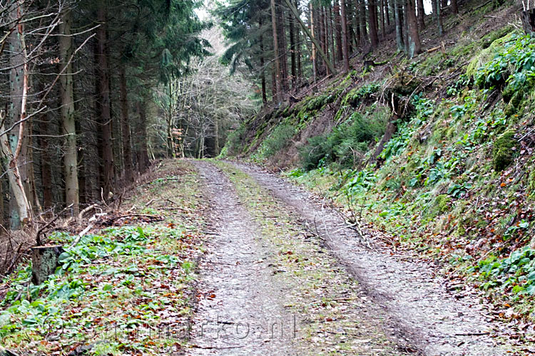 Wandelend over een bosweg door de bossen richting Heckenbach in de Eifel in Duitsland