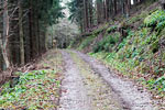Wandelend over een bosweg door de bossen richting Heckenbach in de Eifel in Duitsland