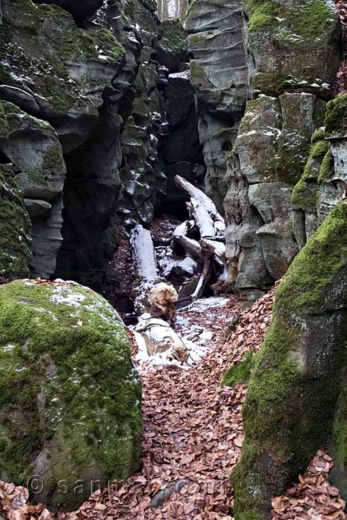 Bevroren omgevallen bomen in de Teufelsschlucht bij Irrel in de Eifel in Duitsland