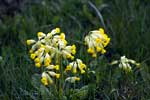 De sleutelbloem in het Lampertstal in de Eifel