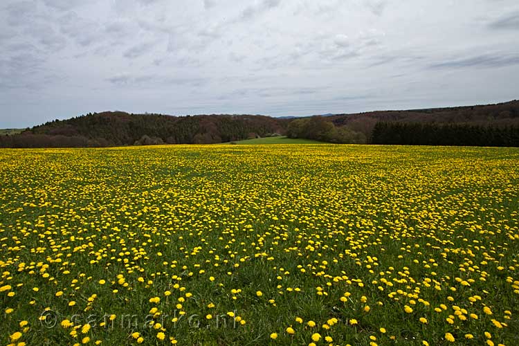 Een veld vol paardenbloemen bij het Lampertstal vlakbij het uitzichtpunt