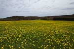 Een veld vol paardenbloemen bij het Lampertstal vlakbij het uitzichtpunt