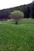 Een boom midden in het Lampertstal in de Eifel in Duitsland
