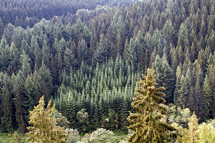 De dennenbossen in de Eifel bij Monschau in Duitsland