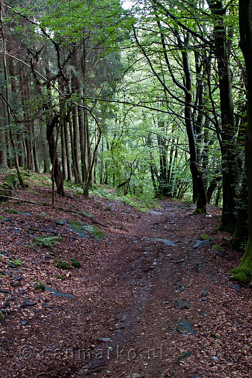 Het wandelpad van de Jahrhundertweg bij Monschau in Duitsland