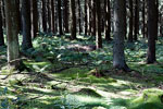 Een bijzonder mooi bos langs het wandelpad van de Jahrhundertweg Monschau