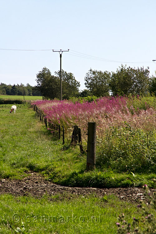 Mooie bloeiende bloemen langs het wandelpad bij Monschau in de Eifel in Duitsland