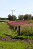 Mooie bloeiende bloemen langs het wandelpad bij Monschau in de Eifel in Duitsland