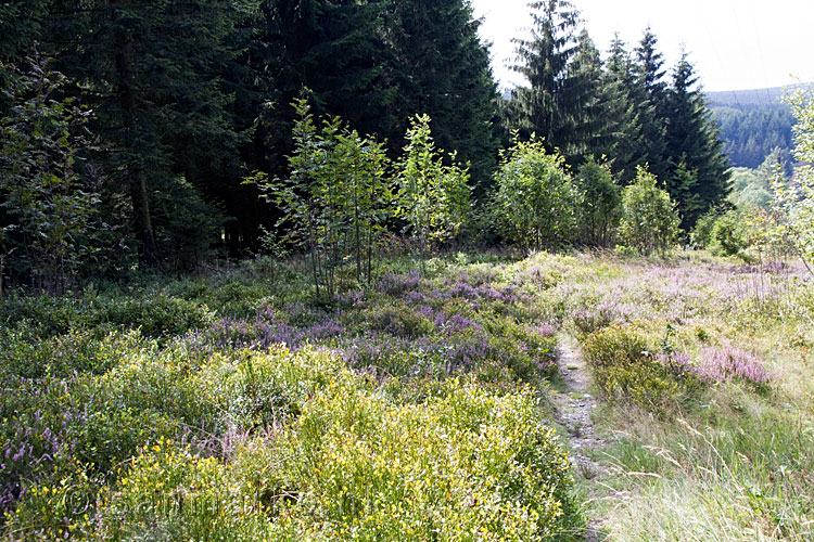 Bloeiende heide tijdens onze  afdaling naar de Rur tijdens onze wandeling bij Monschau