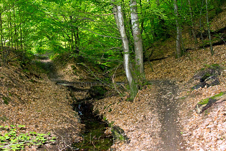 Door de groene vallei wandelen we richting Nideggen in de Eifel