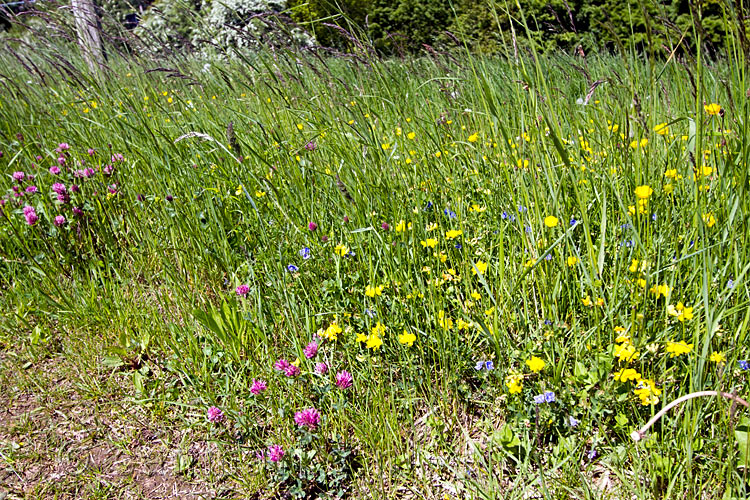 Lentebloemen langs het wandelpad bij Nideggen in de Eifel