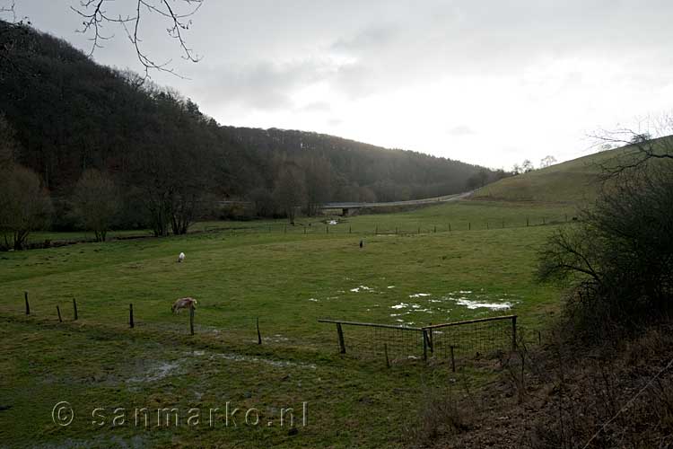 Geitjes langs het wandelpad tijdens onze wandeling bij Nohn in de Eifel in Duitsland