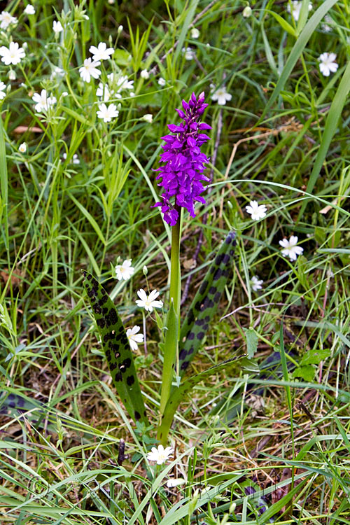 Een wilde orchidee langs de Traumpfad Pyrmonter Felsensteig in de Moezel