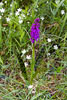 Een wilde orchidee langs de Traumpfad Pyrmonter Felsensteig in de Moezel