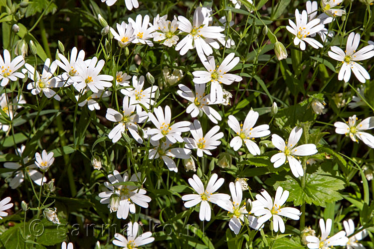 Witte Hoornbloemen langs het wandelpad afdalend naar de Eltzbach bij de Pyrmonter Burg