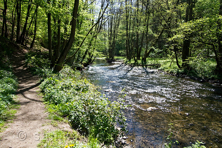 Wandelend langs de schitterende Eltzbach richting de Pyrmonter Burg