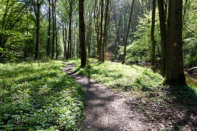 Het wandelpad van de Traumpfad Pyrmonter Felsensteig langs de Eltzbach in Duitsland