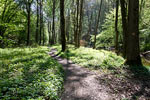 Het wandelpad van de Traumpfad Pyrmonter Felsensteig langs de Eltzbach in Duitsland