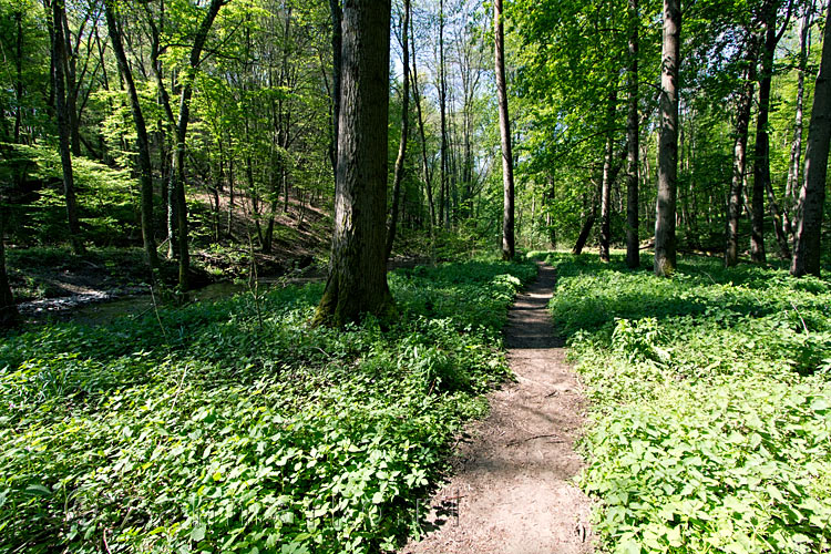 Door de groene natuur wandelend langs de Eltzbach richting de Pyrmonter Burg