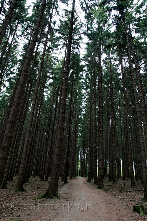 Het laatste stuk door het dennenbos vlak voor Radevormwald