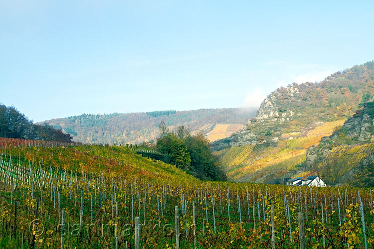 Vanaf het wandelpad een schitterend uitzicht over de wijnvelden bij Altenahr