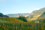 Vanaf het wandelpad een schitterend uitzicht over de wijnvelden bij Altenahr